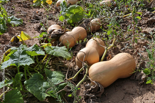 Butternut Kürbis auf dem Acker
