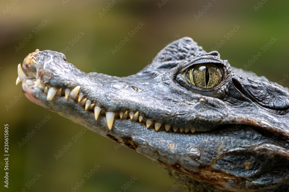 Obraz premium Spectacled caiman portrait