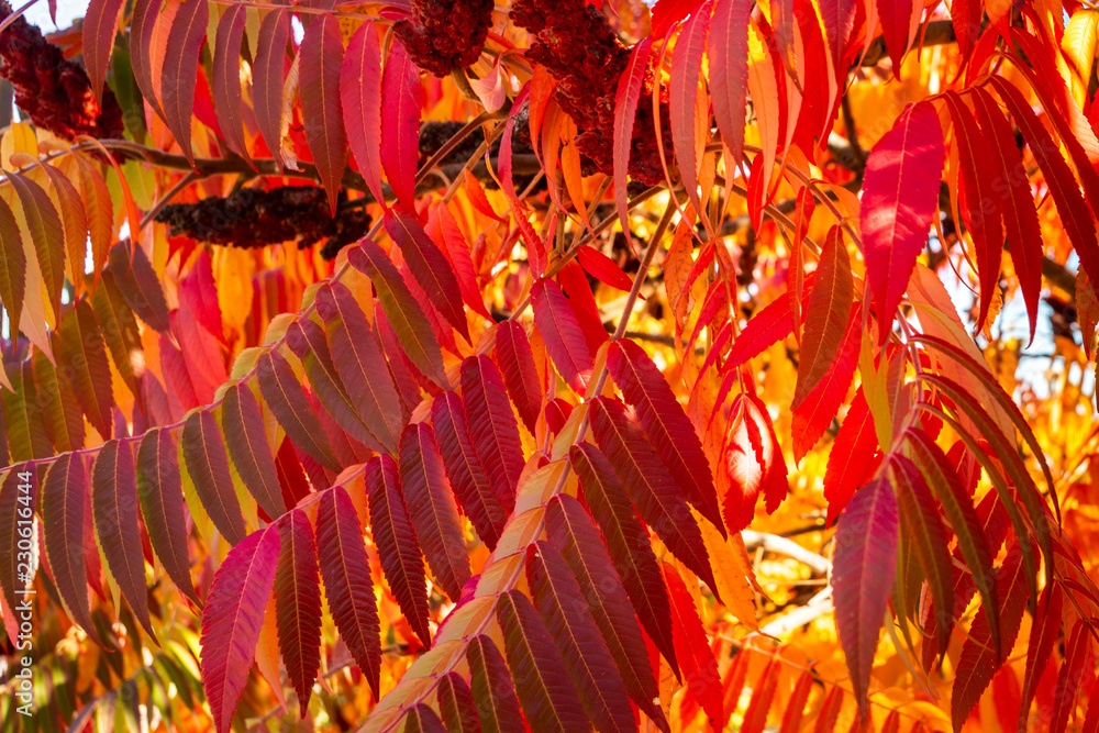 Autumn colors of the Rhus typhina (Staghorn sumac, Anacardiaceae). Red, orange, yellow and green leaves of sumac. Natural texture pattern background.