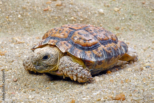 Gesägte Flachschildkröte (Chersobius signatus) - Speckled Cape Tortoise photo