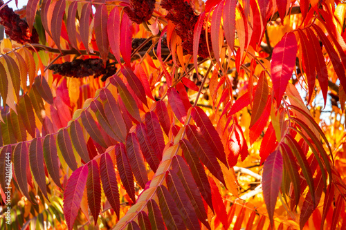 Autumn colors of the Rhus typhina  Staghorn sumac  Anacardiaceae . Red  orange  yellow and green leaves of sumac. Natural texture pattern background.
