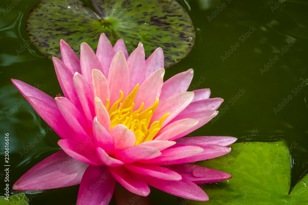 Beautiful pink water lily or lotus flower Perry's Orange Sunset. Nymphaea is reflected in the water. Soft blurred background of dark leaves from an old pond. Nature concept for design Beautiful pink water lily or lotus flower Perry's Orange Sunset. Nymphaea is reflected in the water. Soft blurred background of dark leaves from an old pond. Nature concept for design
