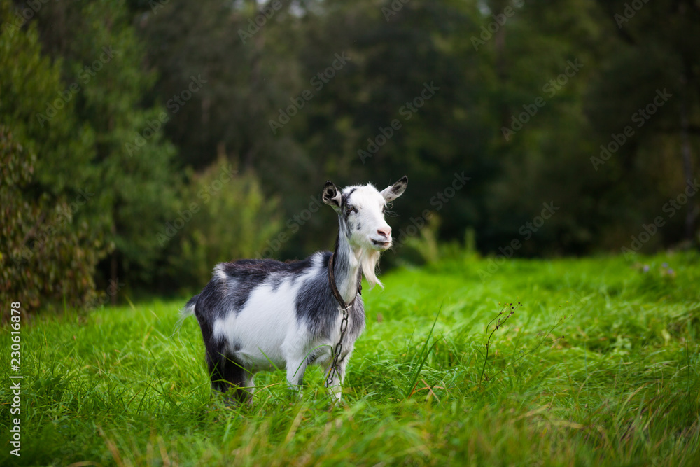 Portrait of black and white adult goat grazing on green summer meadow field at village countryside Portrait of black and white adult goat grazing on green summer meadow field at village countryside