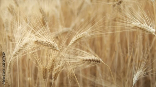 Ears of wheat in cereals field ready for harvest