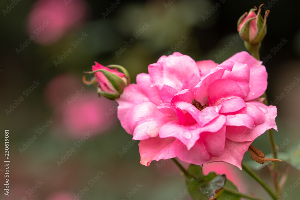 Pink Roses / Rose Garden of Ichikawa Animal and Botanical Garden in Ichikawa City, Chiba Prefecture, Japan Pink Roses / Rose Garden of Ichikawa Animal and Botanical Garden in Ichikawa City, Chiba Prefecture, Japan