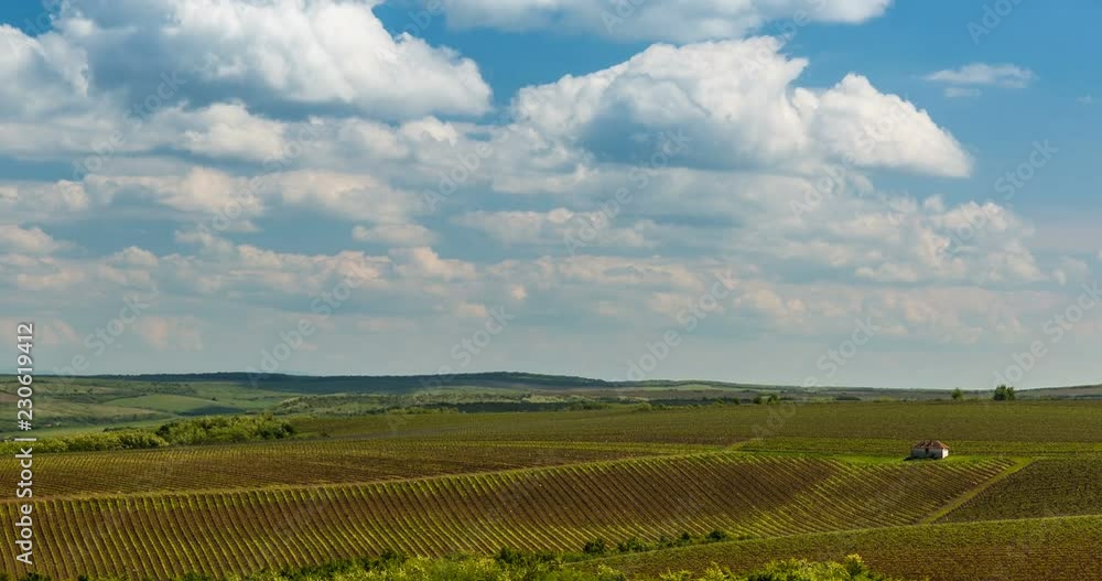 Vineyard in springtime. Time lapse shot.
Rows of beautiful grape yard in Banat, Romania. Vineyard in springtime. Time lapse shot.
Rows of beautiful grape yard in Banat, Romania.