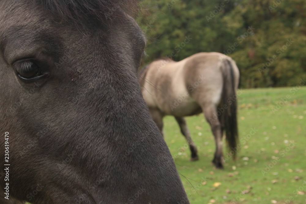 Portrait of a horse and another grazing in a field Portrait of a horse and another grazing in a field
