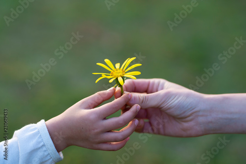 黄色い花を手渡す親子