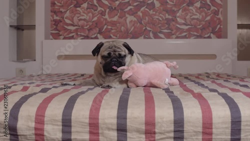 Charming, сute pug dog does not want to play with a toy lying on the bed