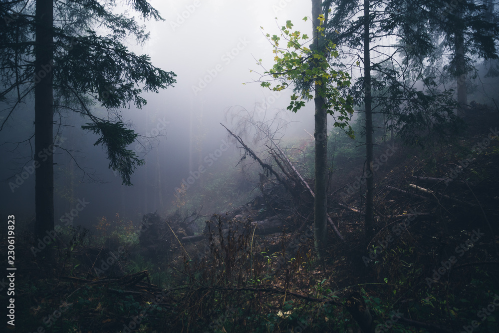 Obraz premium Unterholz im Fichtenwald bei Regen und Nebel