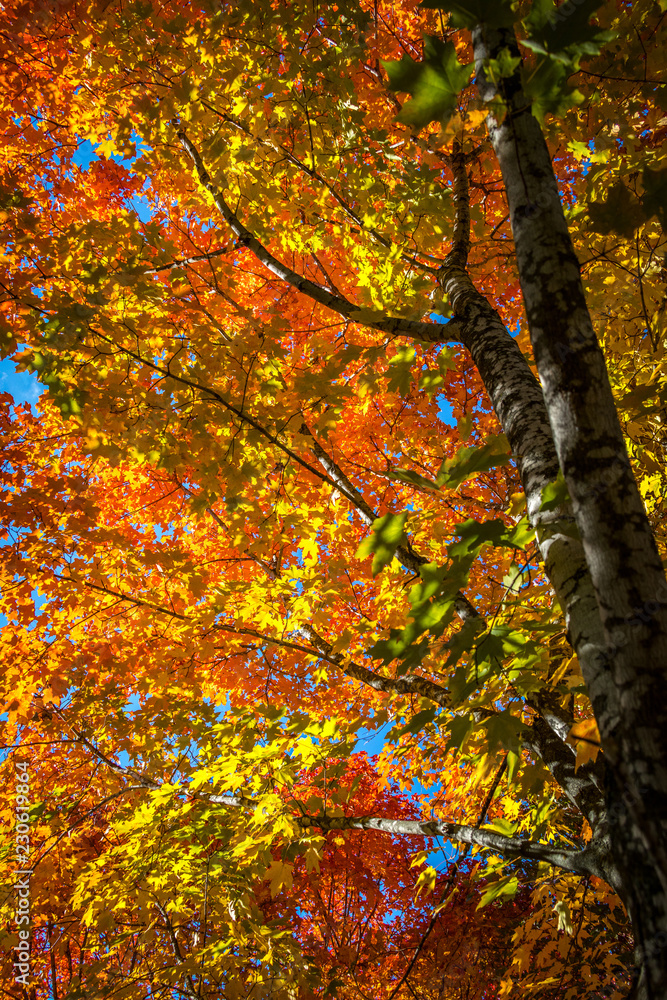 Falls beautiful Colourful trees of the Gatineau Hills. Falls beautiful Colourful trees of the Gatineau Hills.