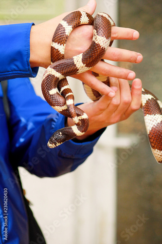 Boy with snakes. Man holds in hands reptile Common King snake Lampropeltis getula kind of snake. Exotic tropical cold-blooded animals, zoo. Pets at home snakes. Poisonous and non poisonous snake.