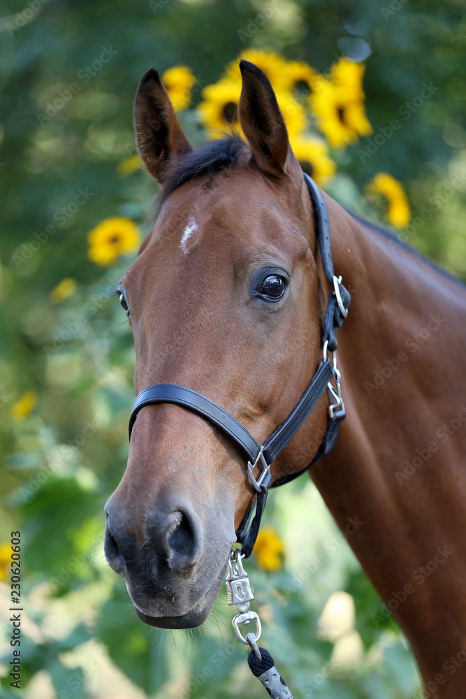 Fototapeta premium Horse with sunflowers in the background