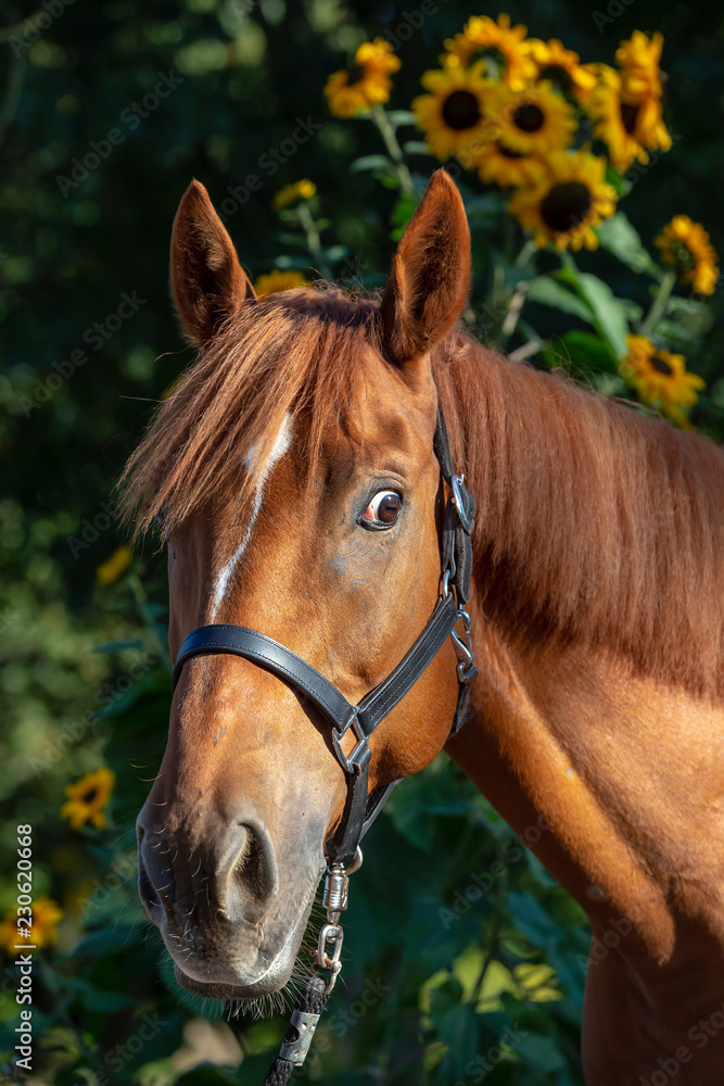 Obraz premium Horse with sunflowers in the background