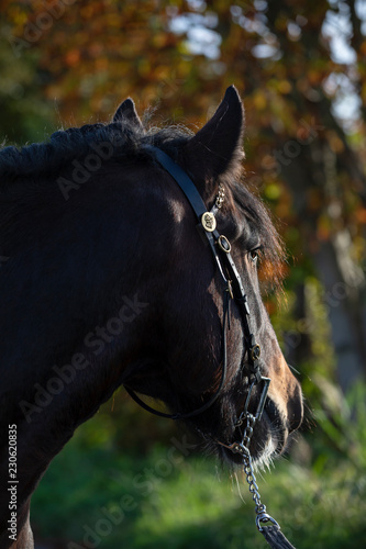 Fototapeta Naklejka Na Ścianę i Meble -  Portrait of a gypsy horse
