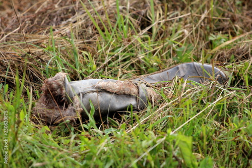 Bilde på lerret Black leather female boot with internal padding discarded in nature and left as
