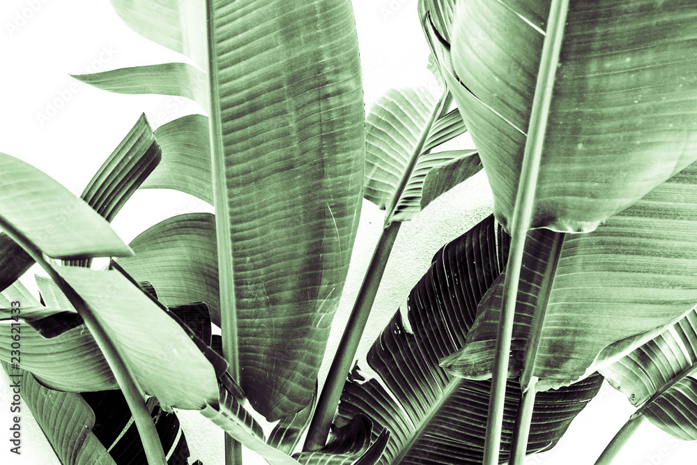 Banana leaves - obrazy, fototapety, plakaty 