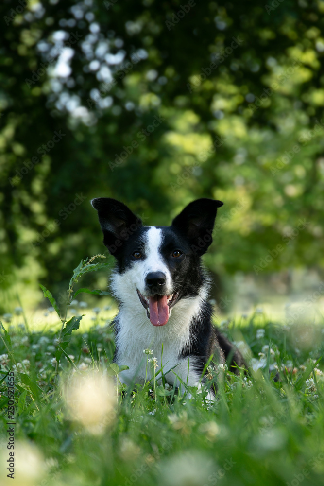 dog on grass