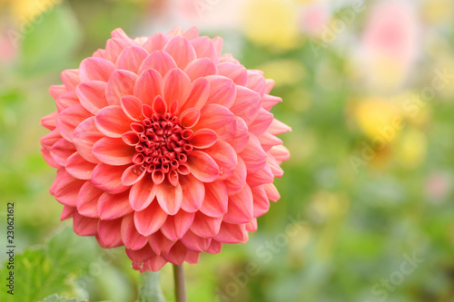 Fototapeta Naklejka Na Ścianę i Meble -  Schöne pinkfarbene Dahlia im Garten im Herbst 