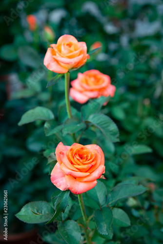 Aquarell is a sumptuous rose of Tantau with a particularly large flower. The color is particularly indefinable and iridescent. We can define this pink rose, with a yellow center and often white shades photo