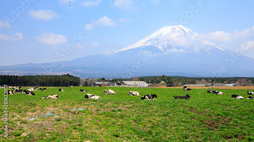 cows farm and green leaves with fuji mountain background in japan 