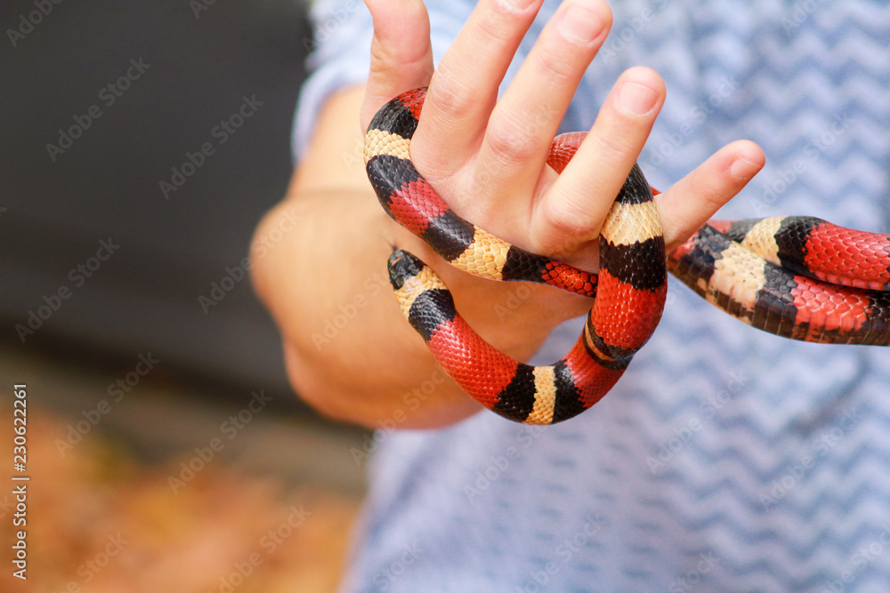 Fototapeta premium Chłopiec z wężami. Mężczyzna trzyma w rękach gad Milk snake Lampropeltis triangulum Arizona rodzaj węża. Egzotyczne tropikalne zwierzęta zmiennocieplne, zoo. Zwierzęta w domu węże. Jadowity i nie trujący wąż.