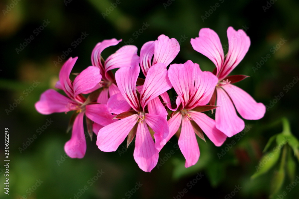 Pelargonium flowers with violet to dark red petals on dark green leaves and other garden vegetation background on warm sunny day Pelargonium flowers with violet to dark red petals on dark green leaves and other garden vegetation background on warm sunny day