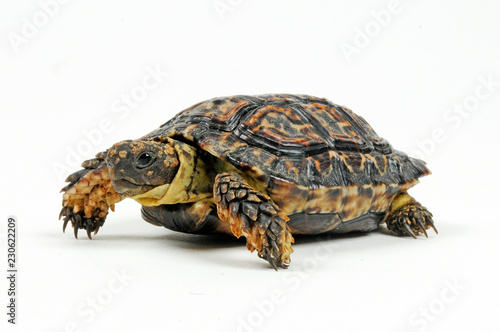 Gesägte Flachschildkröte (Homopus signatus) - Speckled Cape Tortoise photo