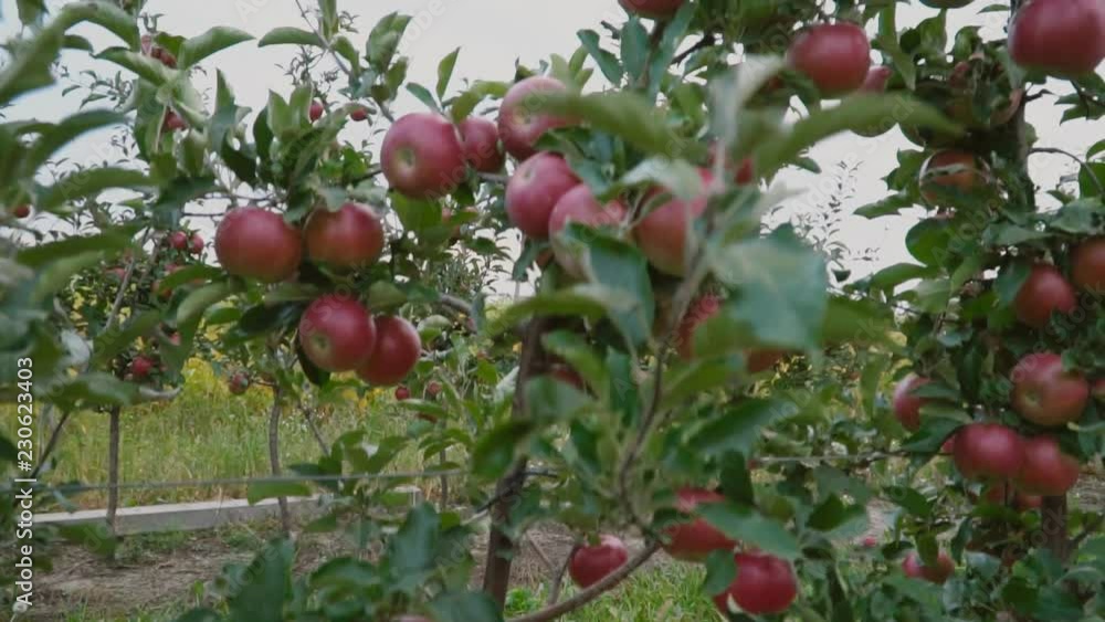 red apples close-up red apples close-up