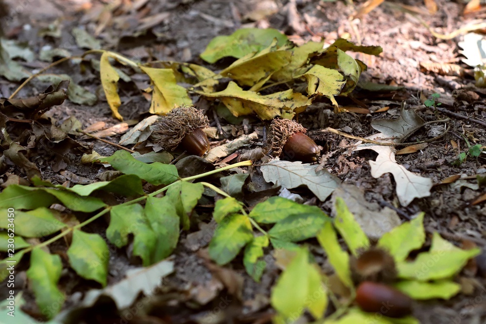 Autumn forest with fallen leaves and acorns Autumn forest with fallen leaves and acorns