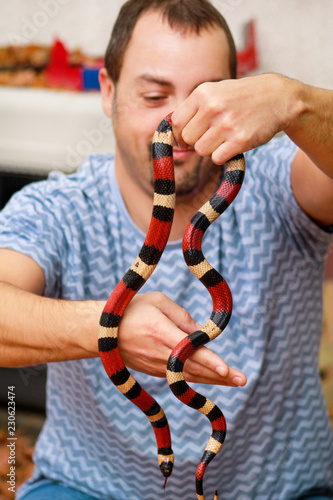 Boy with snakes. Man holds in hands reptile Milk snake Lampropeltis triangulum Arizona kind of snake. Exotic tropical cold-blooded animals, zoo. Pets at home snakes. Poisonous and non poisonous snake.