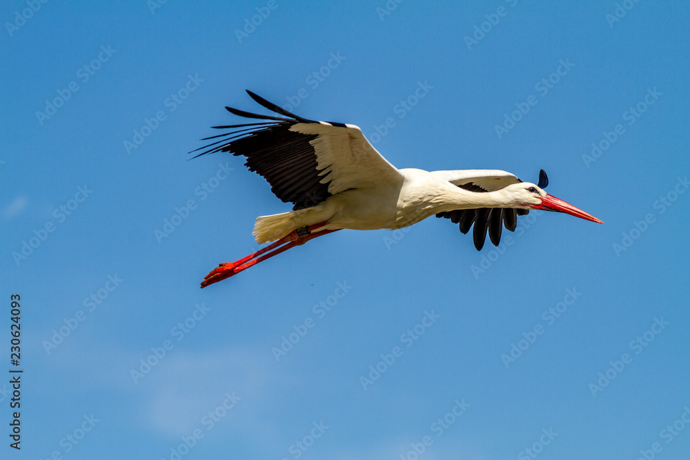 Storch im Flug Storch im Flug