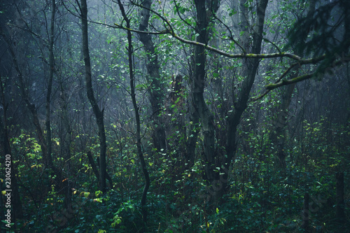 Dunkel mystischer Wald