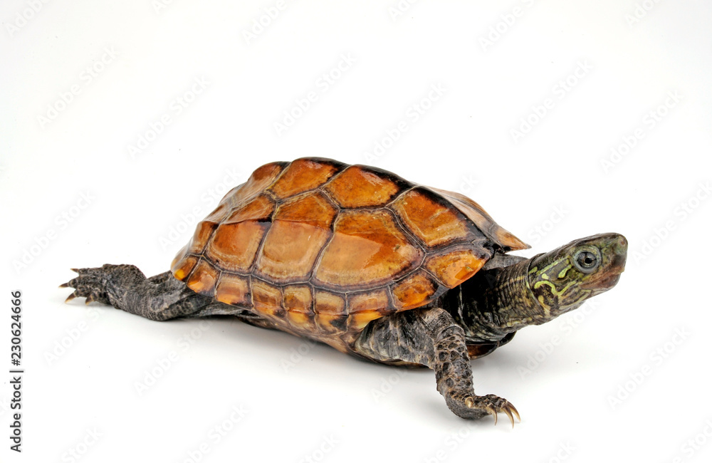 Fototapeta premium Chinesische Dreikielschildkröte (Mauremys reevesii) - Chinese pond turtle