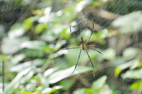 batik golden spider crawling on net waiting for victims in forest