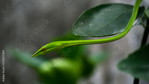 Green snake in the tree,Its green skin of camouflage nature to dodge the enemy to survive. Concept Adaptation to survival in society.