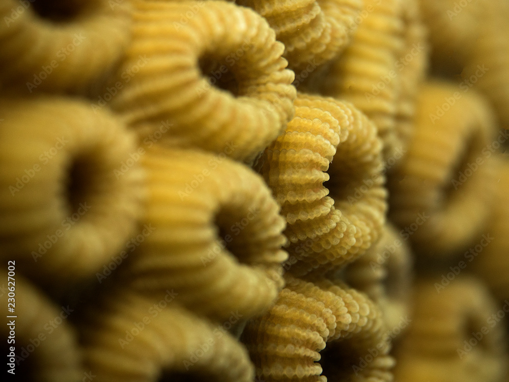 Detail macro of a hard coral