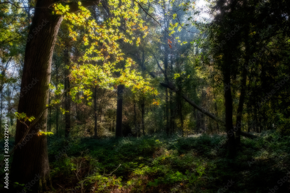 Fototapeta premium Forêt