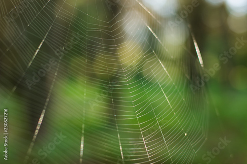 wild fauna spider web green background texture on unfocused natural outdoor park green background