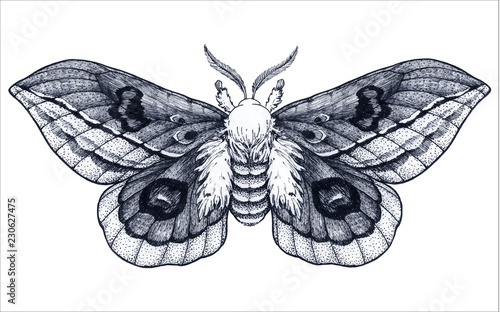 Hand drawn butterfly tattoo. Dotwork tattoo. Beautiful moth. Automeris Randa. Mystical symbol of freedom, beauty, life,