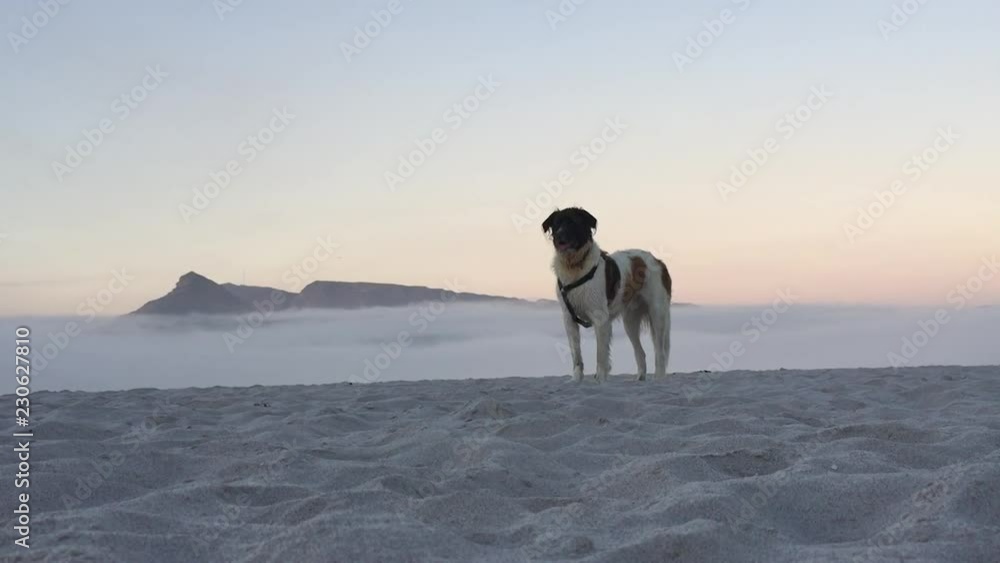 St Bernard dog walking on the beach at sunset Cape Town St Bernard dog walking on the beach at sunset Cape Town