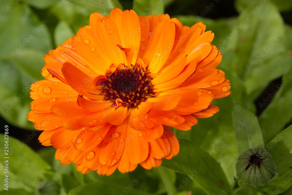 Beautiful colorful calendula flower