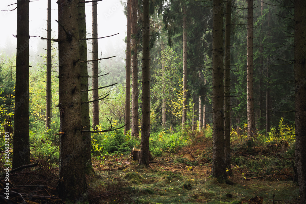 Fototapeta premium Lichtung im Nadelwald