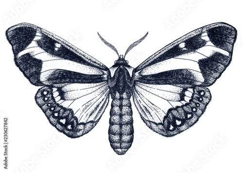 Beautiful Butterfly tattoo. Dotwork tattoo. Dysschema howardi. Traditional black dot style ink.