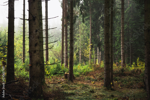 Lichtung im Nadelwald