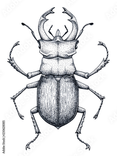 Stag beetle tattoo art. Lucanus cervus. Dot work tattoo. Insect. Symbol of authority, strength, power and nobility.