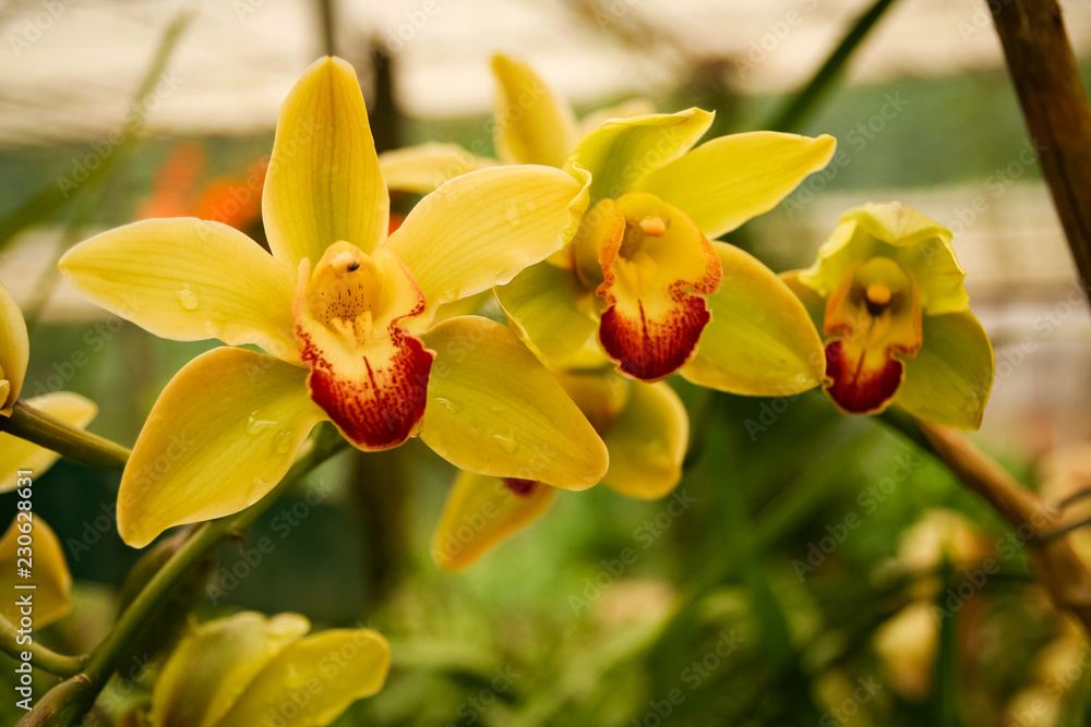 Beautiful colorful flower close-up Beautiful colorful flower close-up