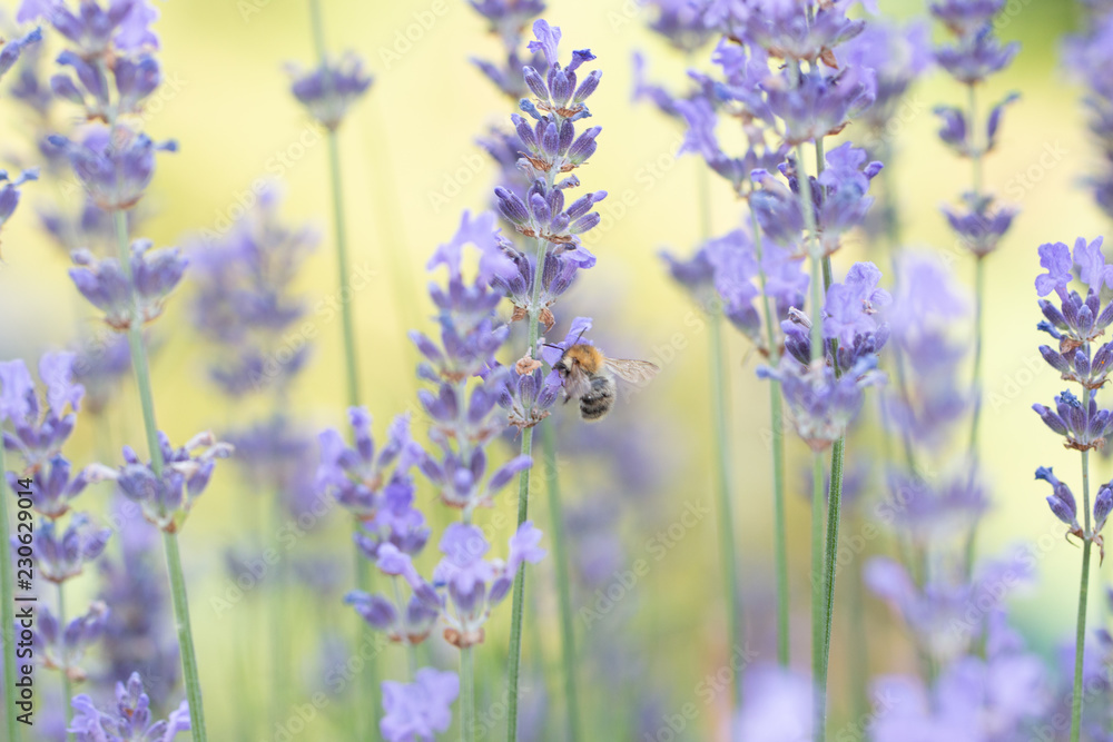 Fototapeta premium lavender