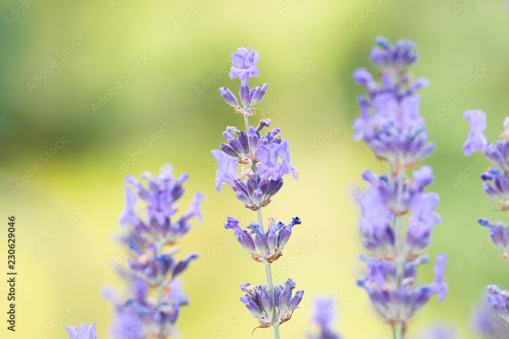Naklejka premium lavender