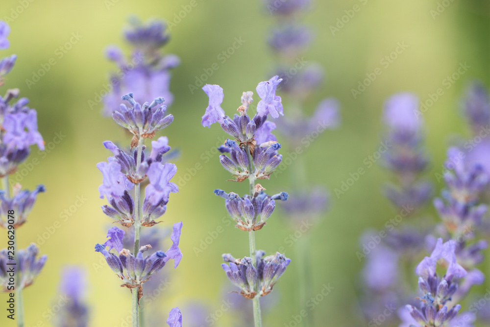 Naklejka premium lavender